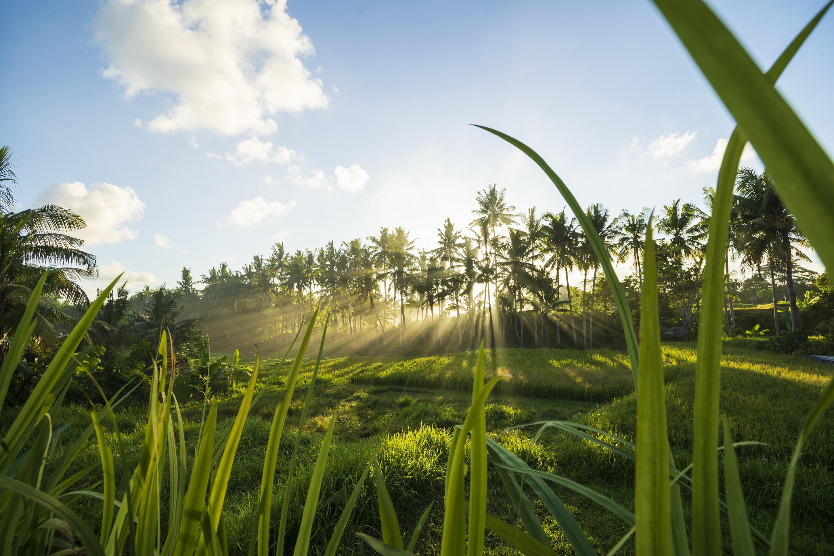 Agung Raka Villa Ubud  Ngoại thất bức ảnh